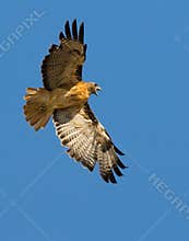 Red Tail Hawk