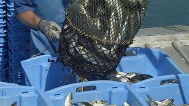 Commercial Fishing Industry fisherman fish catch on boat at fishing docks