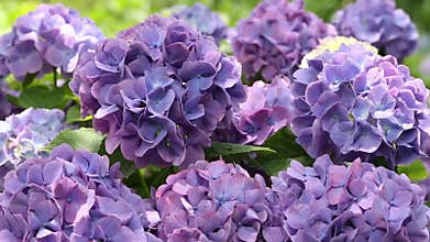 Hydrangea flowers
