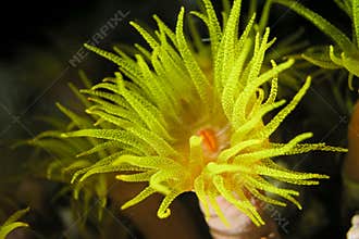 Yellow polyp