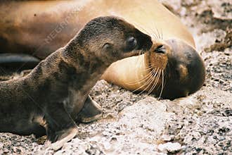 Sealion kiss