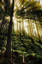 Late summer sunlight breaking through the trees at a mystical lane