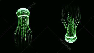 Jellyfish Swimming 4k Loop Assets Isolated on Black Background