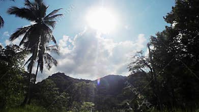 View of tropical forest in jungle. Thailand