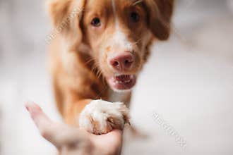 Nova Scotia Duck Tolling Retriever