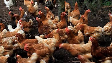 Free range chickens on a farm