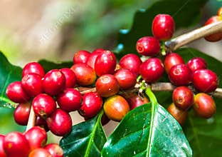 Coffee bean on tree.
