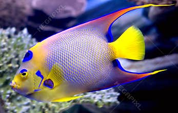 Queen angelfish 2