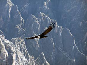 Condor
