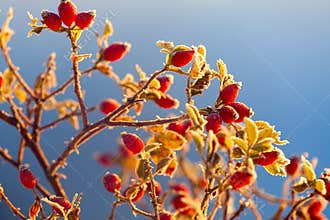 The red berries of a rose-hip in the winter in snow
