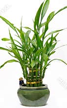 Lucky Bamboo House Plant