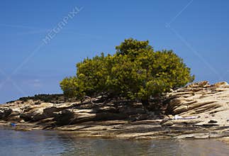 Mediterranean vegetation