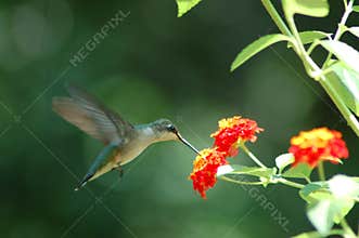 Humming Bird
