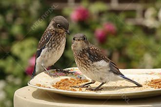Watchful Juvenile Bluebirds
