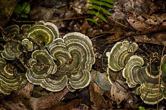 Turkey Tails