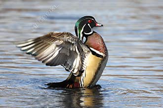 Male Wood Duck (aix sponsa)