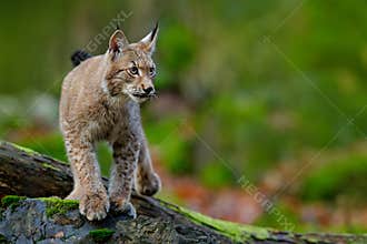 Lynx, eurasian wild cat walking on green moss stone with green forest in background, animal in the nature habitat, Germany