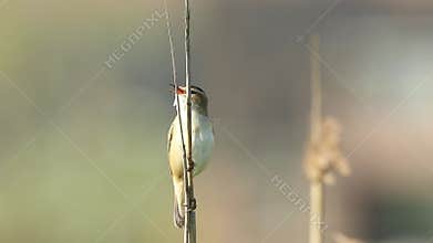 Sedge Warbler, Acrocephalus schoenobaenus, singing