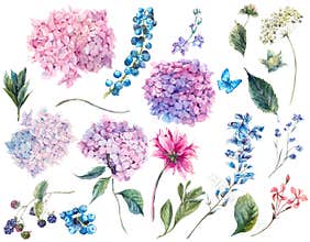 Set vintage watercolor elements of Hydrangea