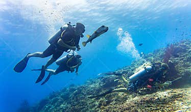 Blowfish accompanies group of tourists scuba diving at coral reef