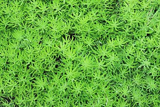 Peat moss or Sphagnum Moss