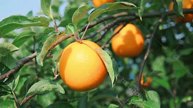 Ripe orange on orange tree branch
