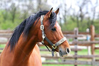 Head shot of beautyful horse