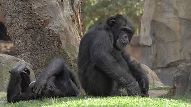 Two chimps in the zoo