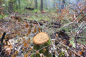Oak and pine stump, result of tree felling. Total deforestation, cut forest