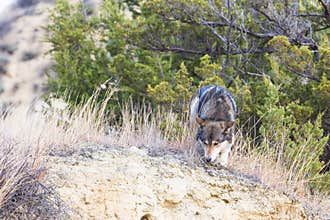 Timber wolf in canyon