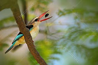 Brown-hooded Kingfisher, Halcyon albiventris, in Chobe National Park, Botswana. Wildlife scene with bird and catch food. Animal fe
