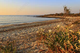 Summer landscape.Torre Guaceto Nature Reserve: Pancratium maritimum, or sea daffodil. BRINDISI Apulia-ITALY-Mediterranean maquis