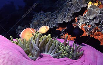 Mother Ocean's Colors