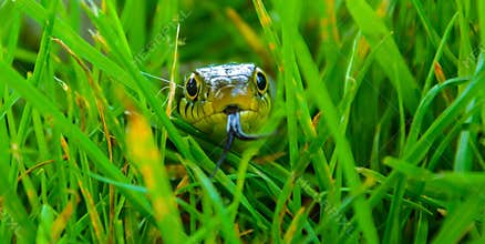 WOW, look at the snake!
