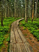 Path in Krkonose