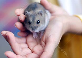 Hamster on child's hand