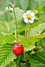 Wild strawberry. Fragaria vesca.