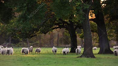 Flock of sheep or lambs grazing on grass in English countryside field between trees, England