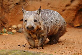 Young Southern Hairy-nosed Wombat