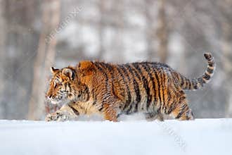 Siberian tiger in snow fall. Amur tiger running in the snow. Tiger in wild winter nature. Action wildlife scene with danger animal