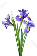 Three iris flowers isolated on white background, beautiful spring plant.