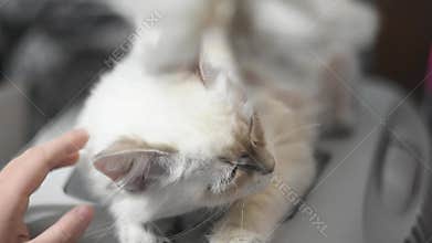 Beautiful White Cat with Blue Eyes play