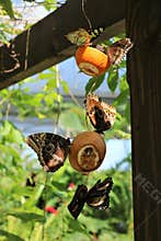 Butterfly Farm, Saint Martin