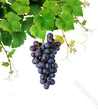 Grapevine with wine grape cluster