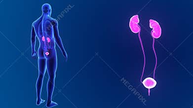 Urinary system zoom with organs