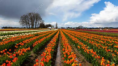 Time lapse of clouds over colorful tulips in Woodburn Or during Spring Season 4k