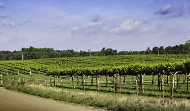 Vineyards In Arkansas Wine Country