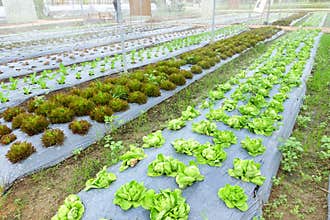 Growing Organic vegetable farms