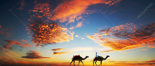 Camels on a Dubai Beach under a dramatic sky