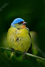 Tanager sitting on the branch. Exotic tropic blue bird with gold head from Costa Rica. Green moss stick in the forest with bird. W